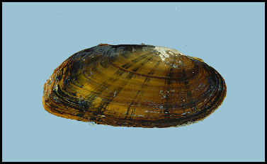 Cracking pearlymussel