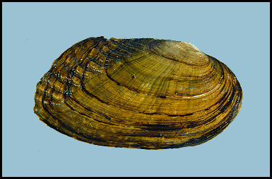 Fluted-shell
