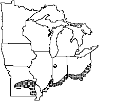 Pink mucket distribution map 1992