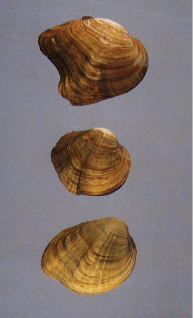 Top to bottom: leafshell, round combshell, Tennessee riffleshell