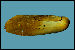 Mycetopoda pittieri
